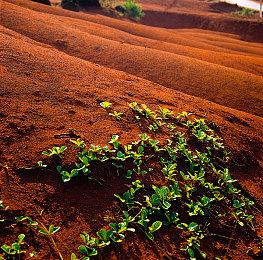 恋爱养成+模拟经营游戏《中国式相亲》 2024年11月11日发售
